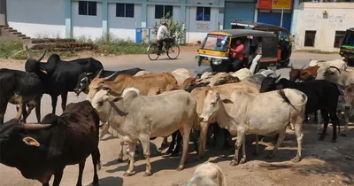 ಬಿಡಾಡಿ ದನಗಳ ಹಾವಳಿಗೆ ವೃದ್ಧನ ಬಲಿ