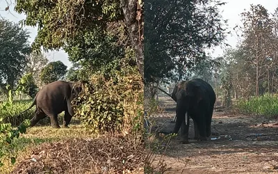 ಬೆಳಗಾವಿ‌ ನಗರಕ್ಕೆ ನುಗ್ಗಿದ ಕಾಡಾನೆ