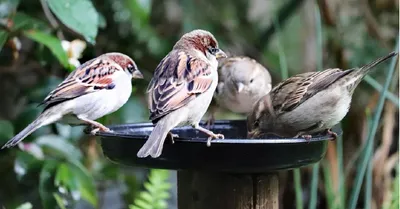 ಕಣ್ಮರೆಯಾಗುತ್ತಿವೆ ಗುಬ್ಬಚ್ಚಿಗಳು