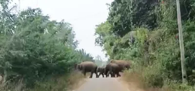 ಹರೀಶಿಯಲ್ಲಿ ಕಾಡಾನೆ ಹಾವಳಿಯ ಆತಂಕ