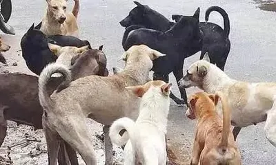 ಬೀದಿ ನಾಯಿ ಕಡಿತ  ಮಕ್ಕಳಿಗೆ ಗಂಭೀರ ಗಾಯ