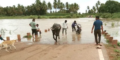 ಮುಂದುವರೆದ ಮಳೆ ಮತ್ತೆ ಮಲಪ್ರಭೆಗೆ ಪ್ರವಾಹ ಭೀತಿ