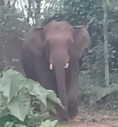 ಹಗಲಿನಲ್ಲೇ ಪ್ರತ್ಯಕ್ಷಗೊಂಡು ಭೀತಿ ಹುಟ್ಟಿಸಿದ ಕಾಡಾನೆ