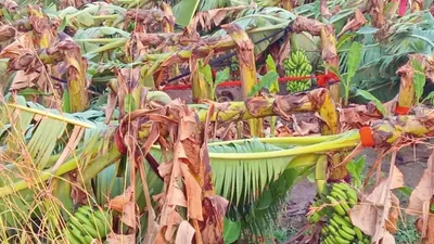 ಅಕಾಲಿಕ ಮಳೆಗೆ ನೆಲಕ್ಕುರುಳಿದ ಬಾಳೆ